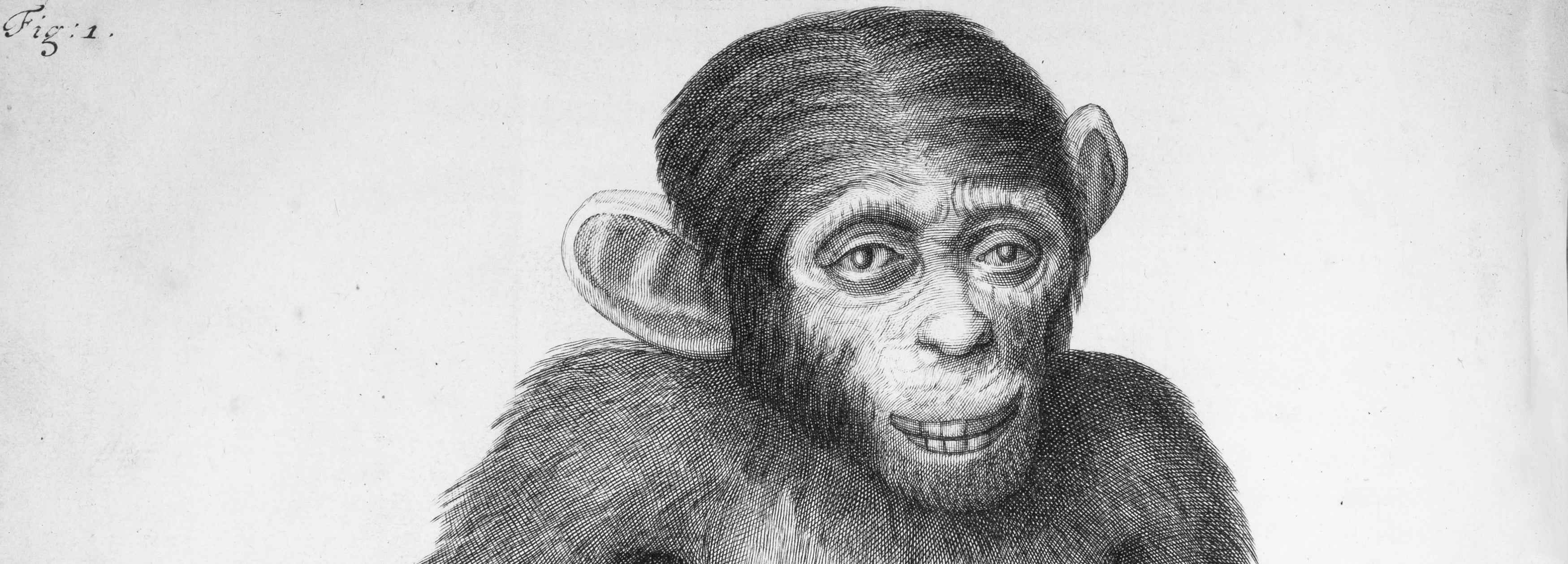 Orang&ndash;Outang, sive Homo Sylvestris; or, The Anatomy of a Pygmie