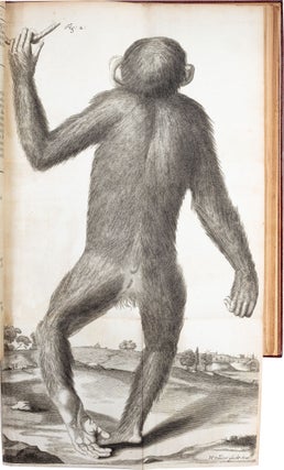 Orang–Outang, sive Homo Sylvestris; or, The Anatomy of a Pygmie