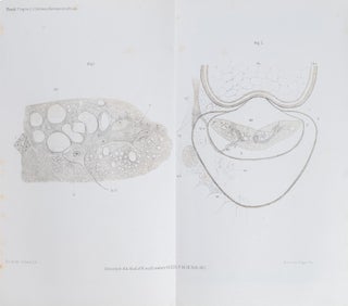 Über den Ursprung der hinteren Nervenwurzeln im Rückenmark von Ammocoetes (Petromyzon Planeri); in Sitzungsberichte der Kaiserlichen-Akademie der Wissenschaften