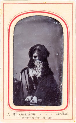 Item #780 An Amazing Photographic Archive of Canine–Americans, with Some Canine–Europeans. Dogs