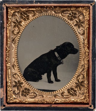An Amazing Photographic Archive of Canine–Americans, with Some Canine–Europeans